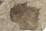 Multiple Fossil Sycamore Leaf (Platanus) Plate - Nebraska #262318-4